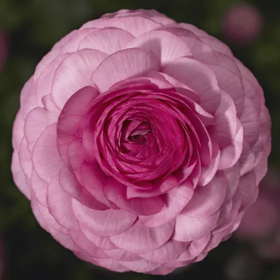 Maché™ Pink