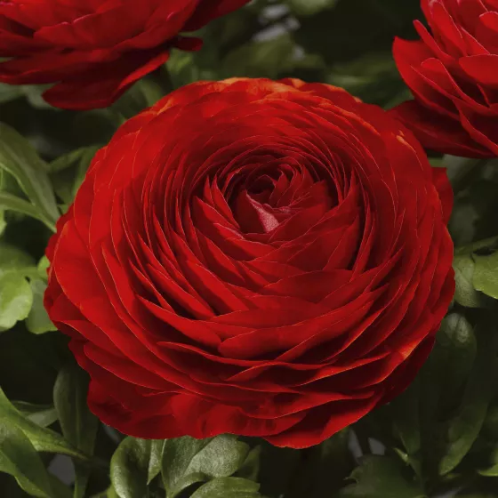 Magic™ Red