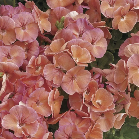 Multibloom™ Salmon