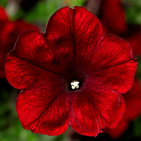 Sanguna® Merlot