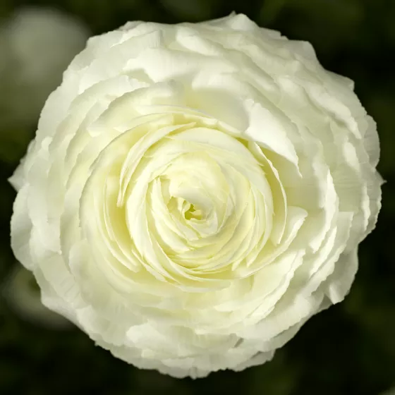 Magic™ White