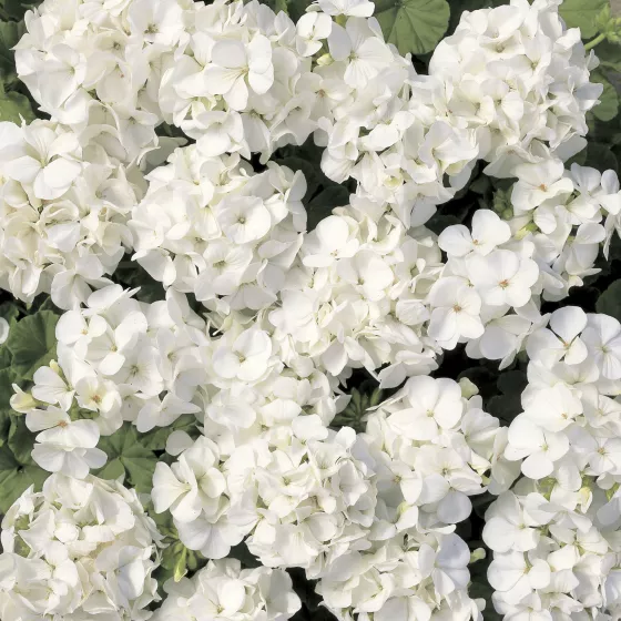 Multibloom™ White