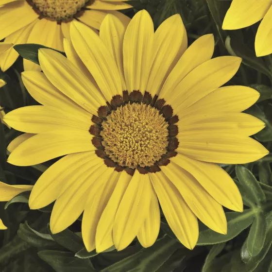 Big Kiss™ Yellow