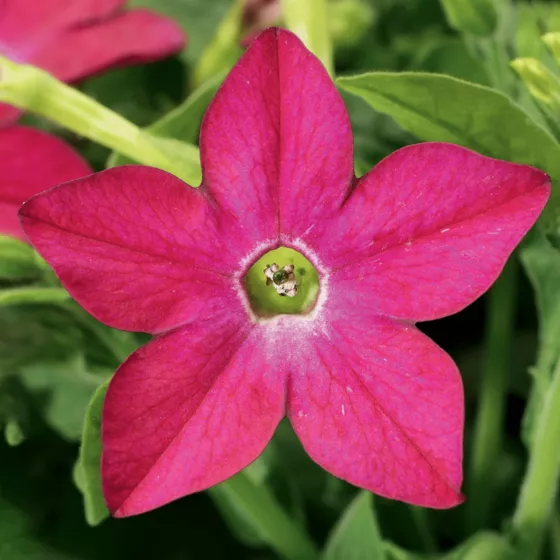 Saratoga™ Rose