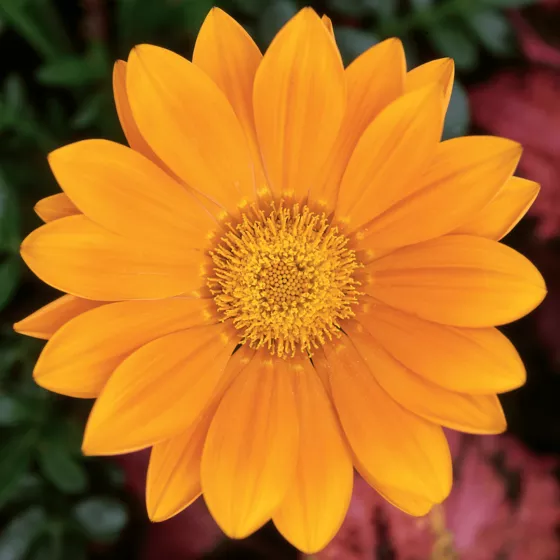 Gazoo™ Clear Orange