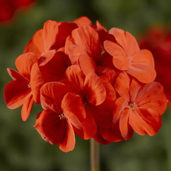 Pinto™ Premium Deep Scarlet