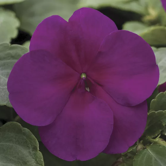 Xtreme™ Violet