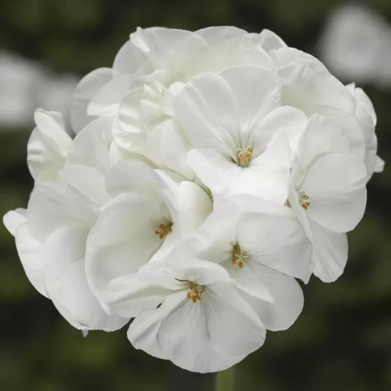 Pinto™ Premium White