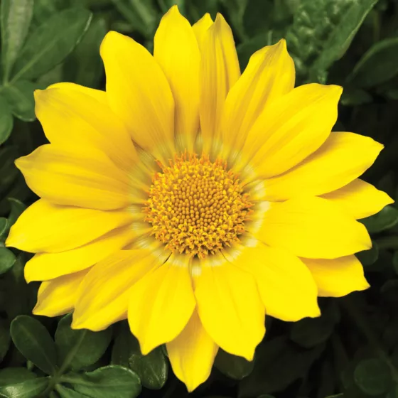 Gazoo™ Clear Yellow