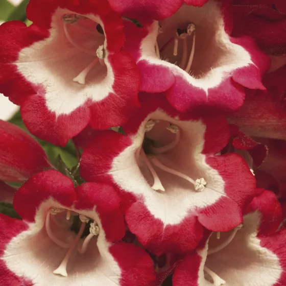 Arabesque® Red