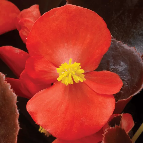 Eureka™ Bronze Leaf Scarlet
