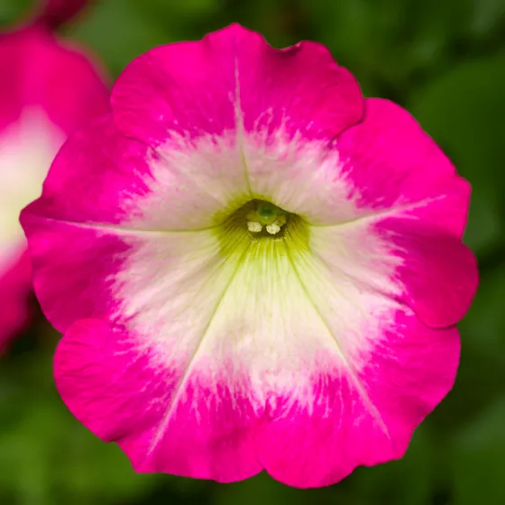 FotoFinish® Rose Morn