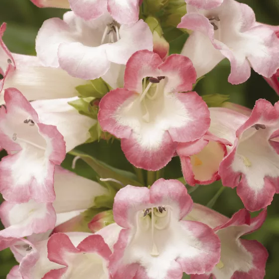 Arabesque® Pink