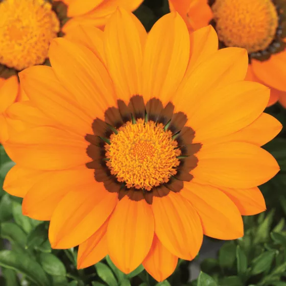 Gazoo™ Orange with Ring