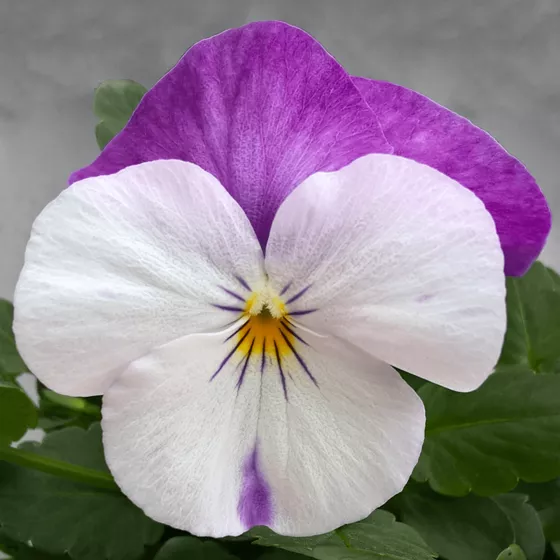 Freefall™ White Rose Wing | Syngenta Flowers