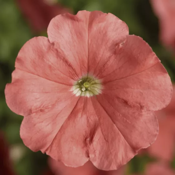 Damask™ Salmon