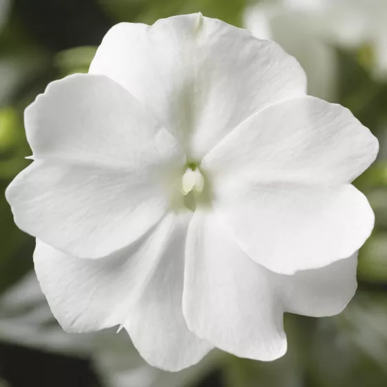 Florific® White