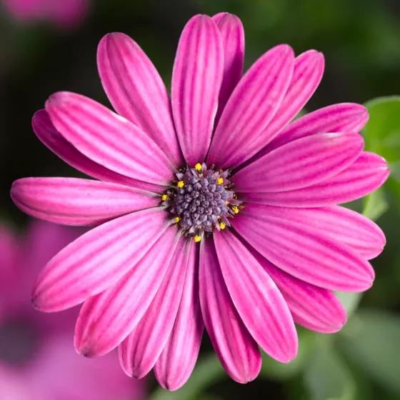 Tradewinds® Deep Purple