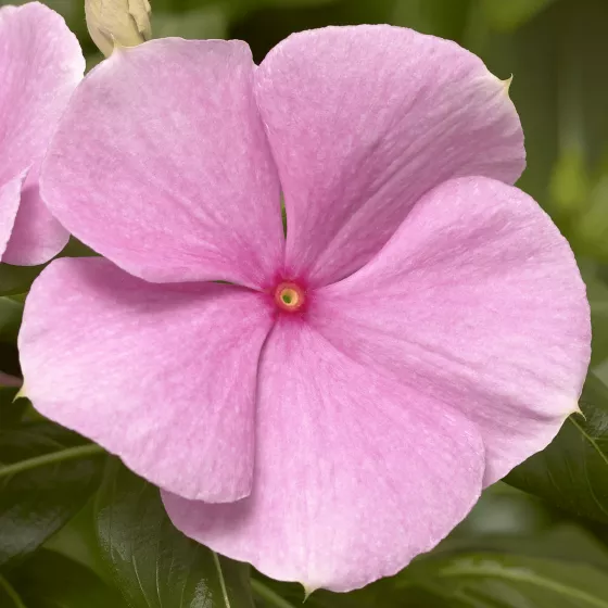 Cora® XDR Light Pink