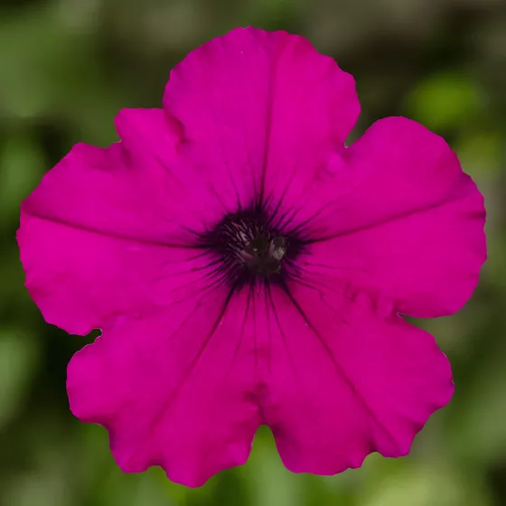 FlashForward™ Purple