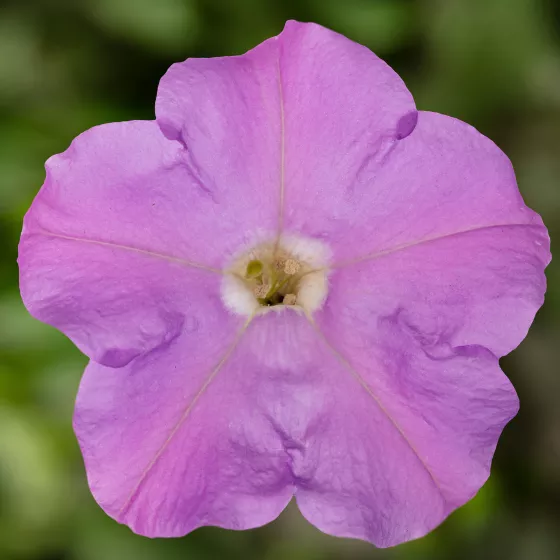 FlashForward™ Lavender