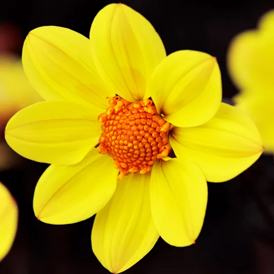 Happy Days™ Yellow