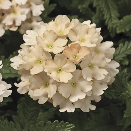 Tuscany® Peach | Syngenta Flowers
