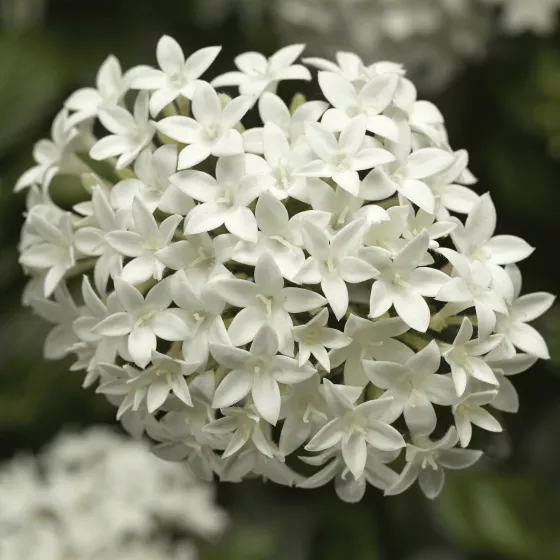 HoneyCluster™ White