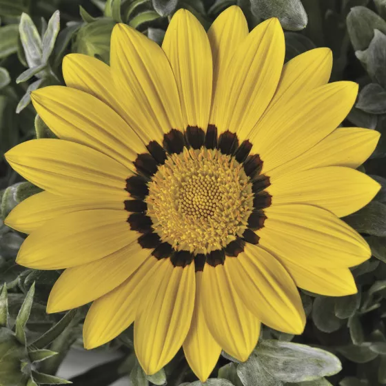 Frosty Kiss™ Yellow