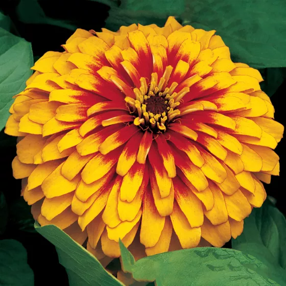 Swizzle™ Scarlet & Yellow