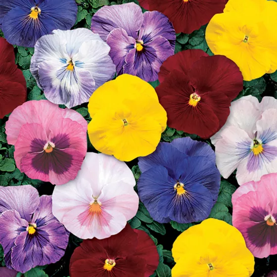 Delta™ Classic Monet Mix