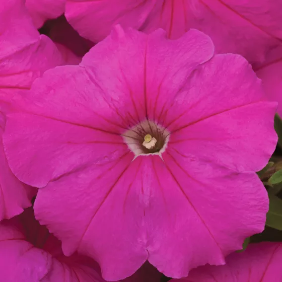 Hurrah™ Pink