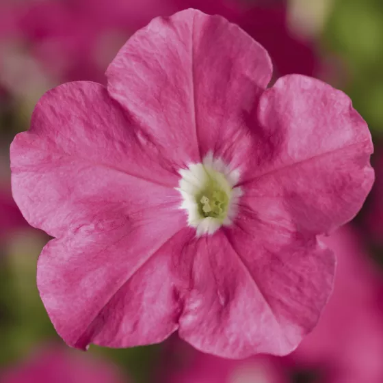 Picobella™ Pink