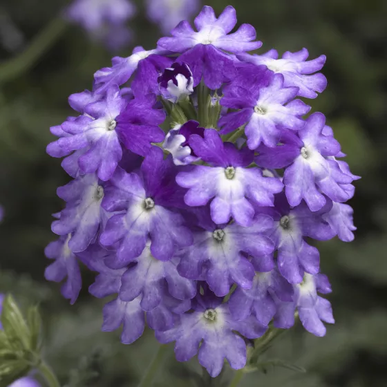 Lanai® Upright Twister™  Purple