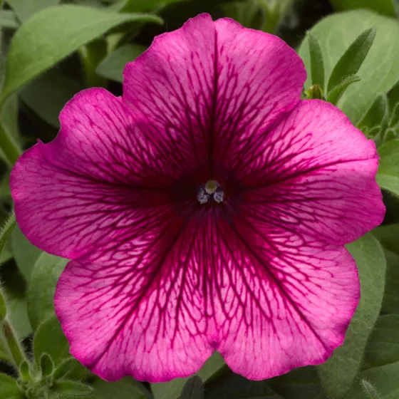 Hurrah™ Plum