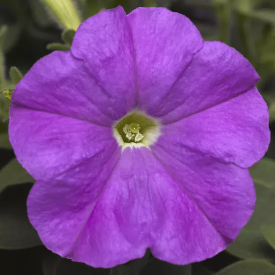 Picobella™ Lavender