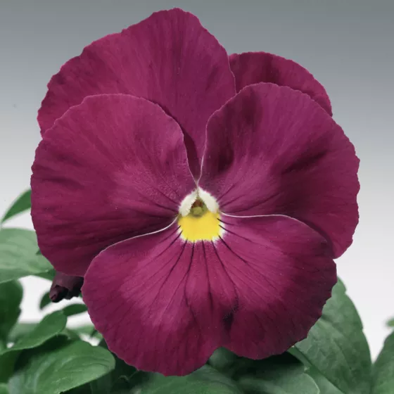 Delta™ Classic Pure Rose