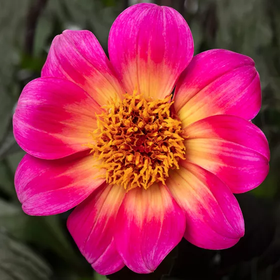 Happy Days™ Fuchsia Halo