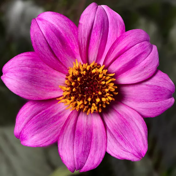Happy Days™ Purple