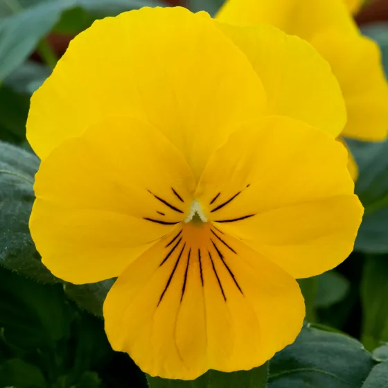 Freefall™ Golden Yellow