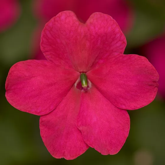 Imara® XDR Rose