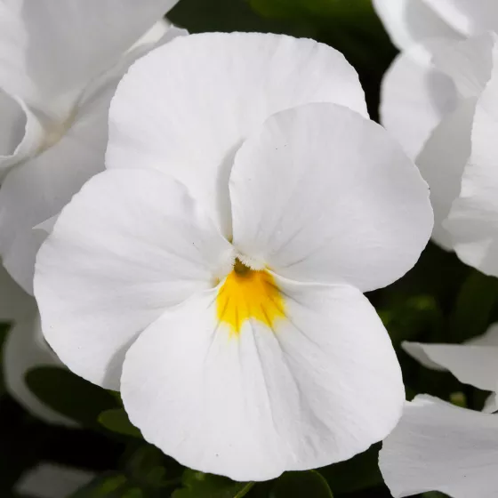 Freefall™ White
