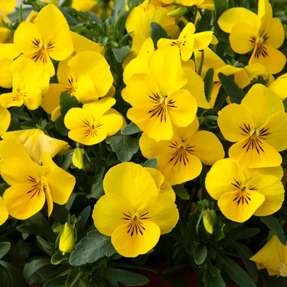 新品未開封 パルフェット PF692 YELLOW XXL Freefall™ XL Bright Yellow | Syngenta Flowers