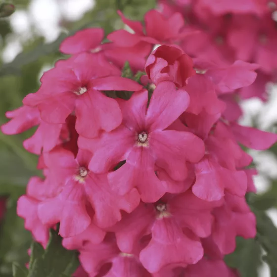 Lanai® Neon Rose