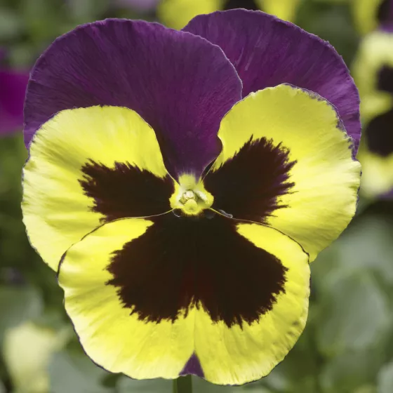 Delta™ Speedy Yellow and Purple