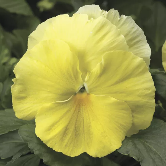 Colossus™ Lemon Shades