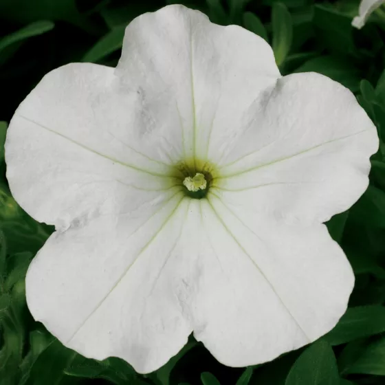 Hurrah™ White