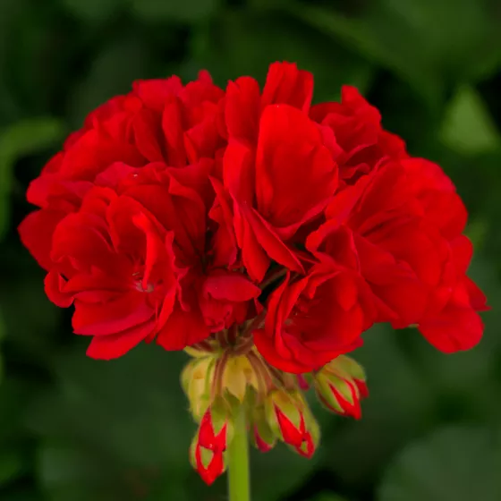 Tango™ Deep Red