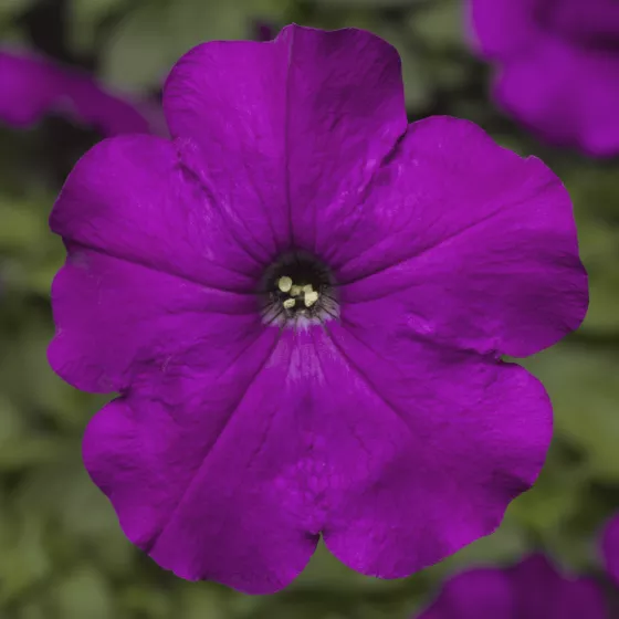 Damask™ Violet