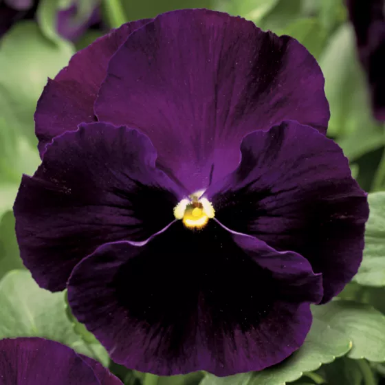Colossus™ Purple with Blotch